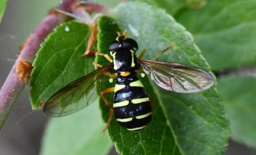 Réf. 326 901 : Philhelius citrofasciatum